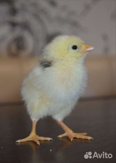 Инкубационное яйцо Пушкинской, Малин, Билефельдер