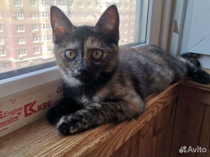 Котятки в добрые руки бесплатно