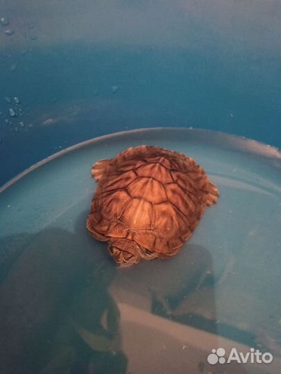 Красноухая черепаха