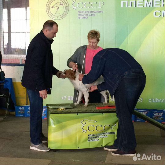 Бретонский эпаньоль