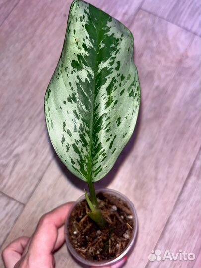 Аглаонемы, филодендроны