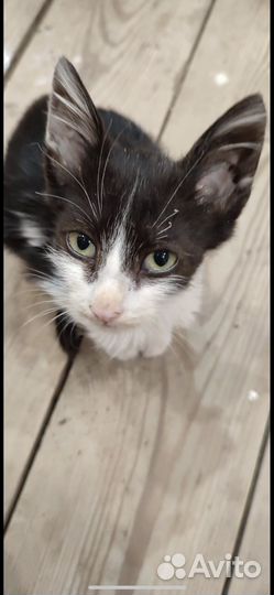 Котенок мальчик
