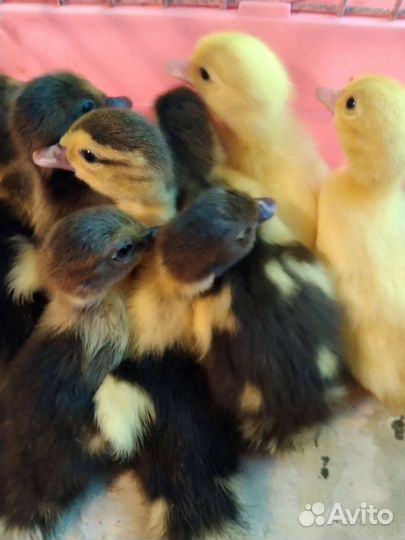 Индоутята суточные