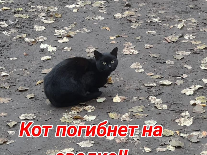 Котик замерзает на свалке