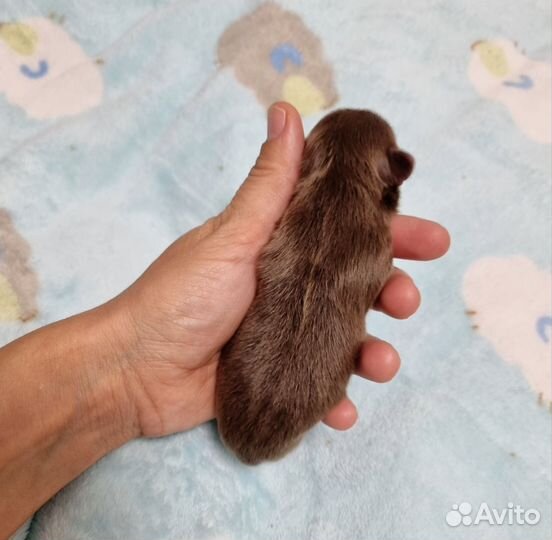 Щенки чихуахуа