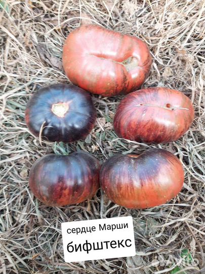 Семена полосатых томатов коллекционных