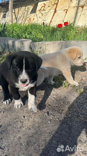 Щенки