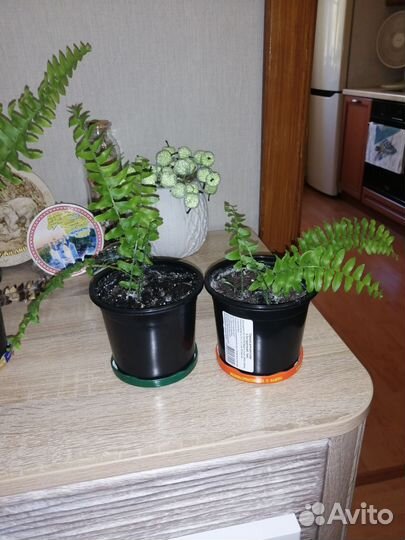 Папоротник