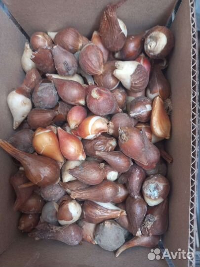 Пионовидные тюльпаны миксом