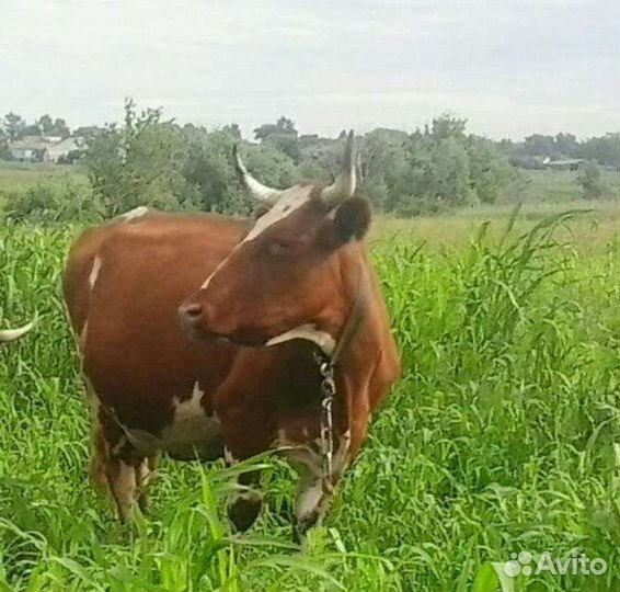 Продаю домашнее молоко коровье