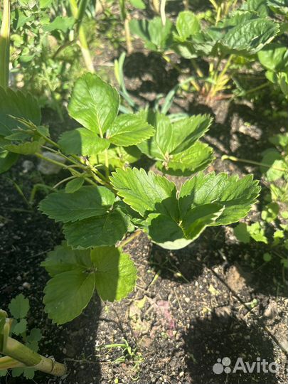 Клубника Азия