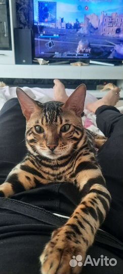 Бенгальский кот вязка
