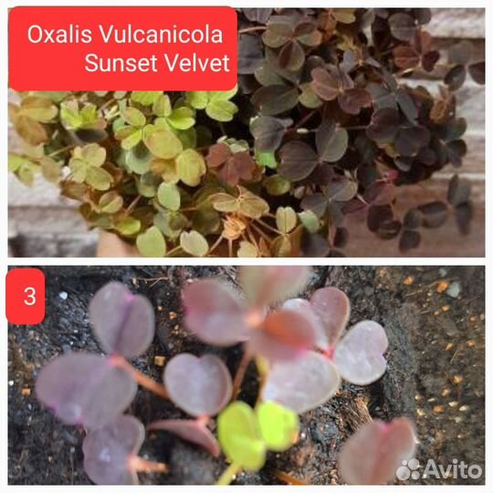 Редкие,необычные растения И съедобная микрозелень