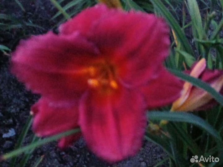 Очень большой выбор многолетних цветов