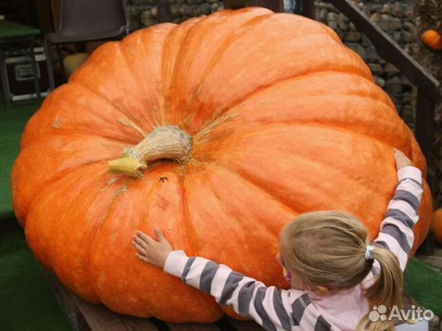 Гигантские тыквы, Огромный чеснок,Миндальный орех