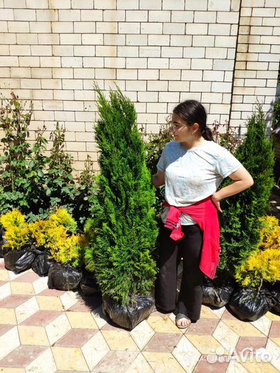 Туя Смарагд