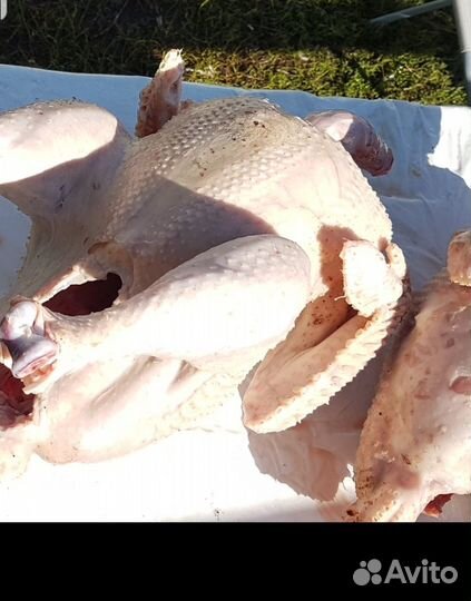 Продам мясо индейки