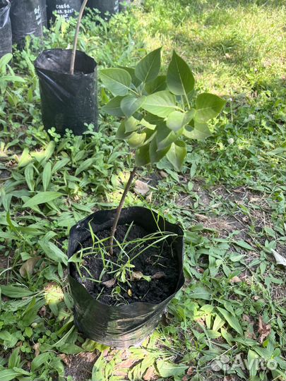 Саженцы каштан, сирень, кедр