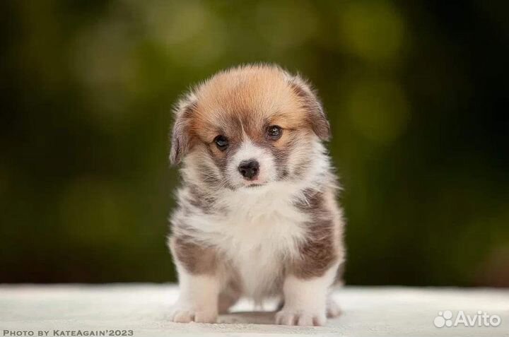 Вельш-корги пемброк девочка