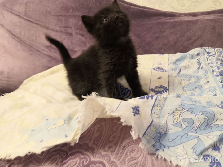 Кошка