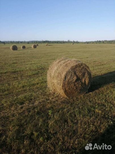 Продам сено в рулонах