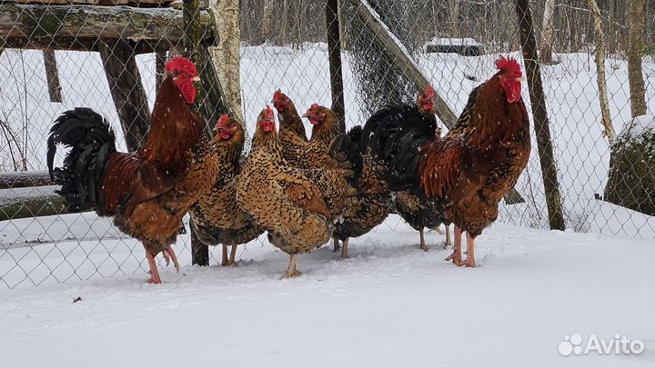 Инкубационное яйцо