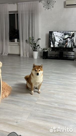 Вязка сиба ину