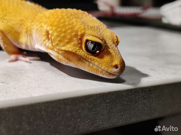 Эублефар сангло блад нуар