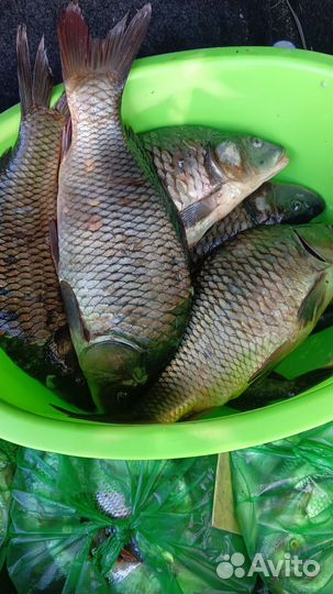Карп свежий