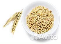 Зерно(овёс, ячмень)