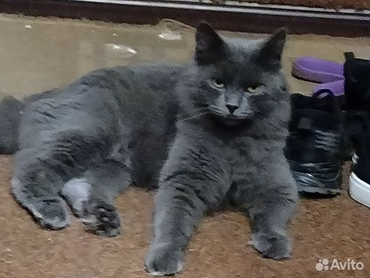 Кошка ищет дом