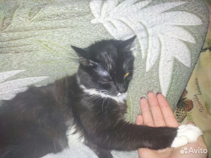 Кот
