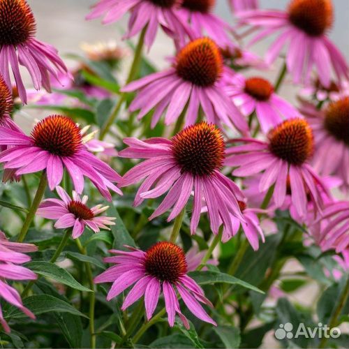 Маргаритки, эхинацея, рудбекия