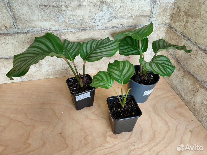 Калатеи, Аглаонемы, Ктенанты, марнты