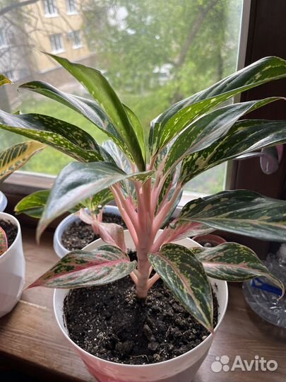 Аглаонема баттерфляй