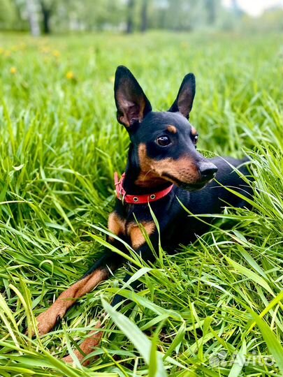 Цвергпинчер вязка