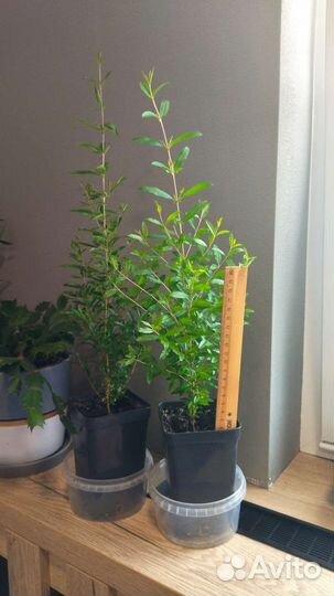 Гранат комнатный