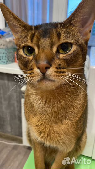 Абиссинская