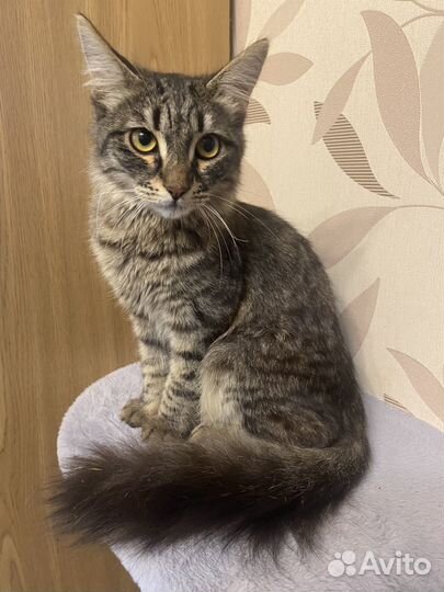 Кот в добрые руки