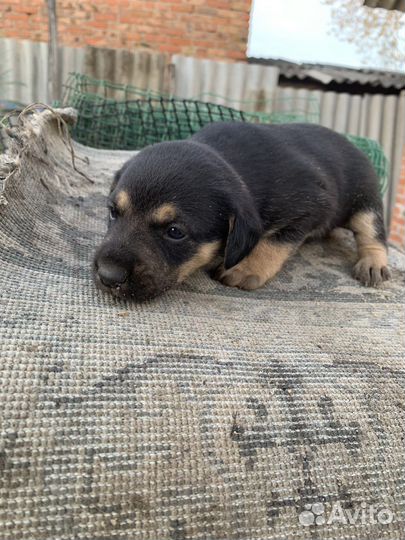 Щенок в добрые руки бесплатно