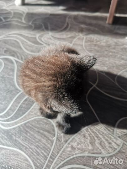 Кошки в добрые руки