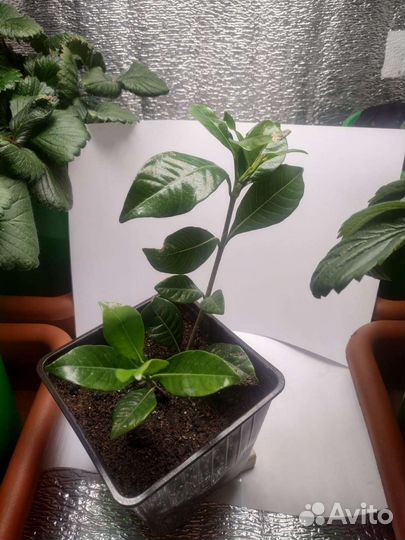 Гардения жасминовидная (жасминовая)