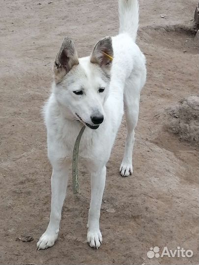 Ищут дом собаки