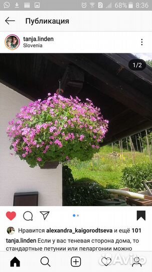 Кислица (оксалис) с розовыми цветами