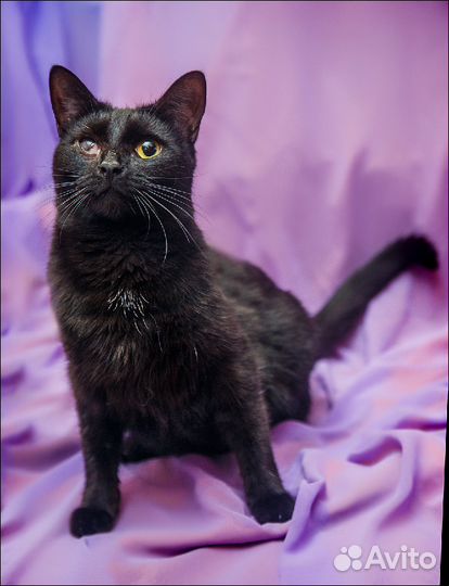 Нежная Мери очень ждёт когда ее заметят