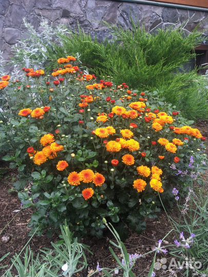 Хризантема белая, жёлтая, темно розовая, оранжевая