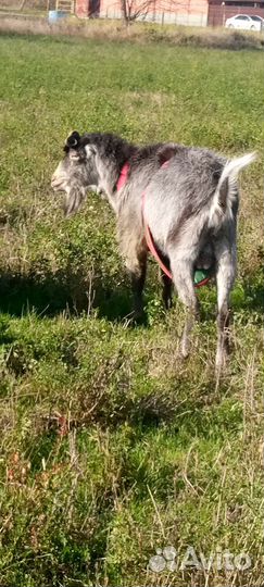 Вязка. Козел Ламанча