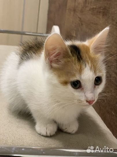 Котята бесплатно
