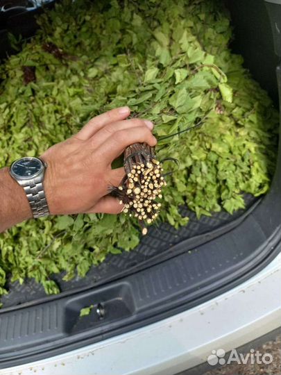 Березовые веники