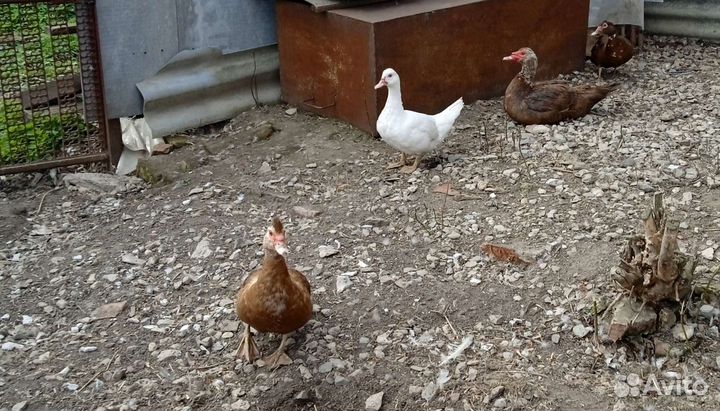 Утиные яйца